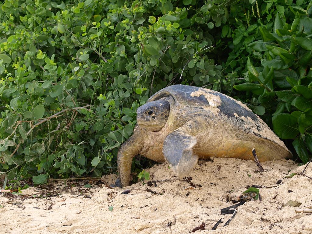 Red House Surroundings