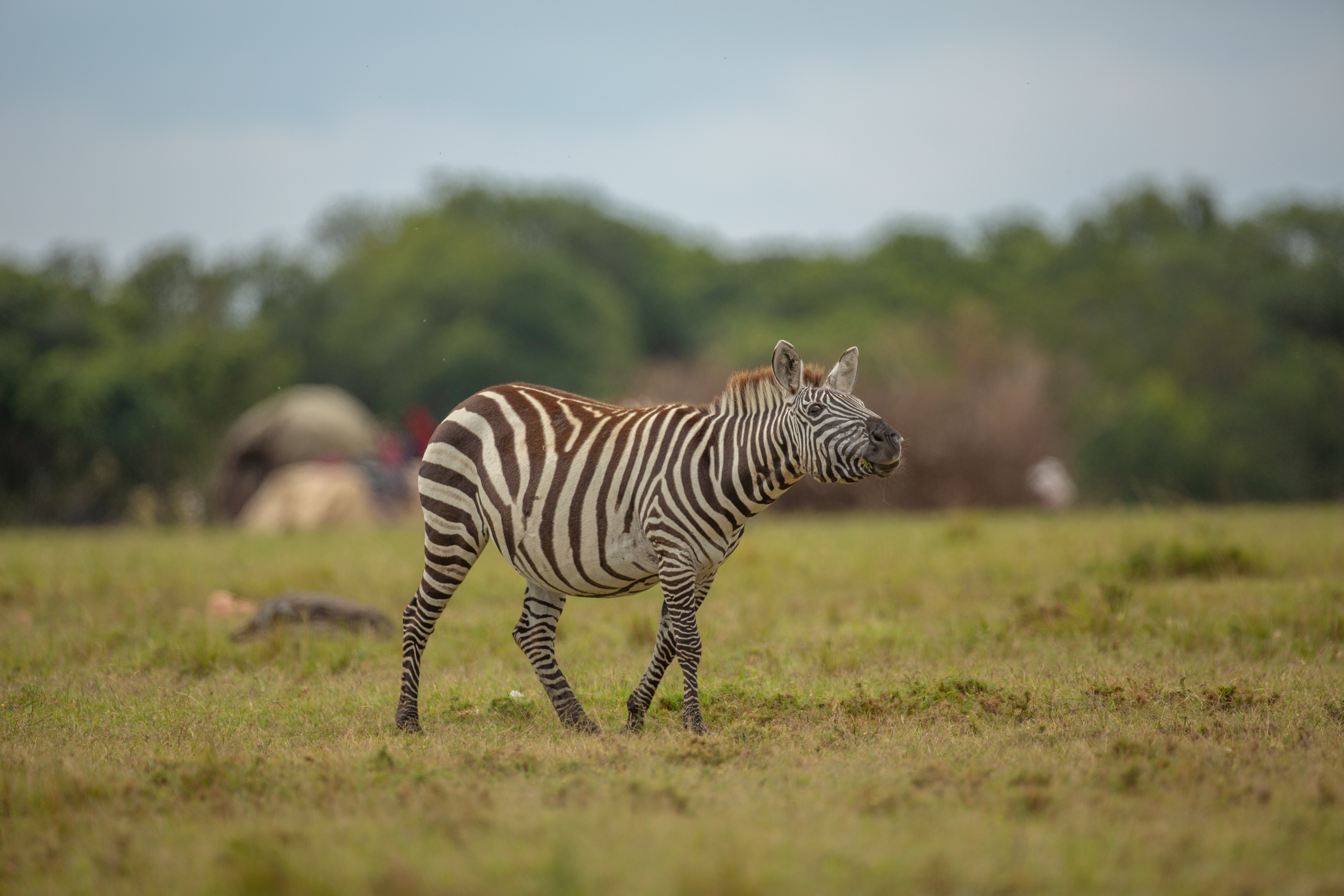 Zebras in Maasai Mara