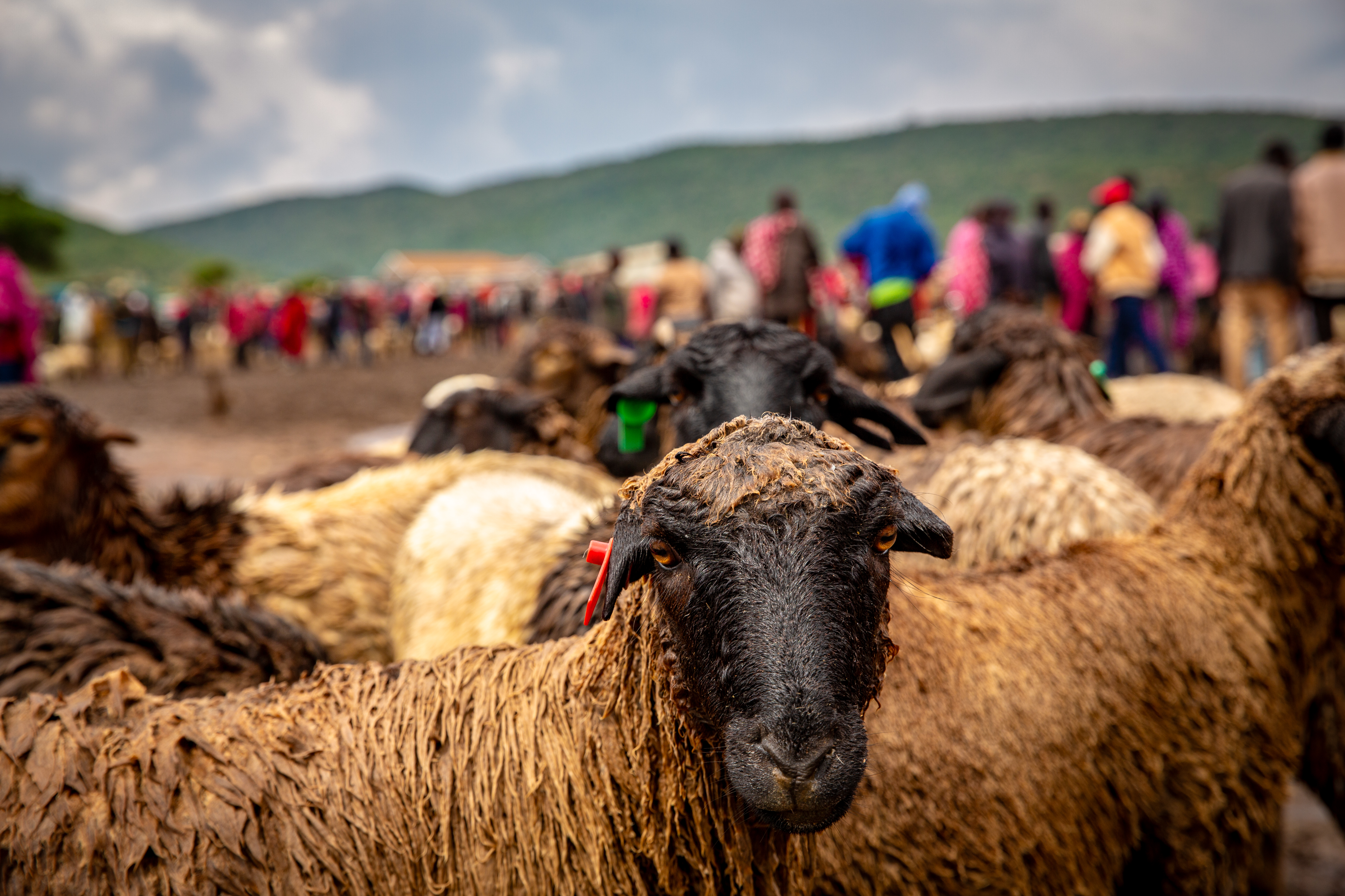 Maasai Cultural Experience