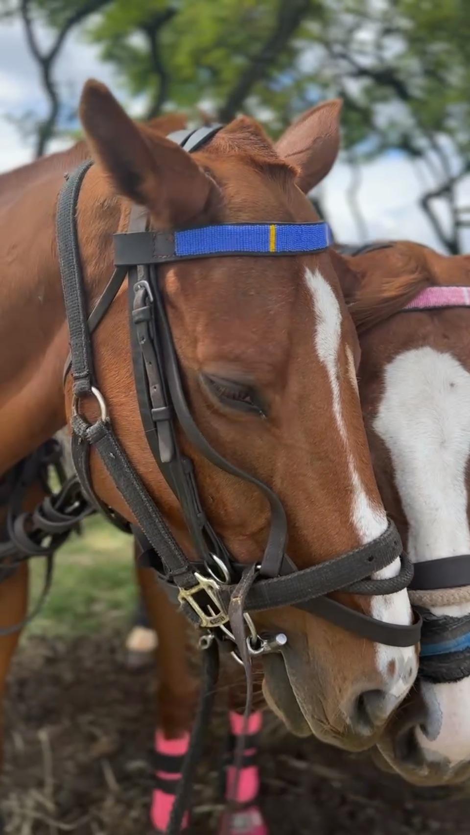 Horse Riding (2.5 hours)