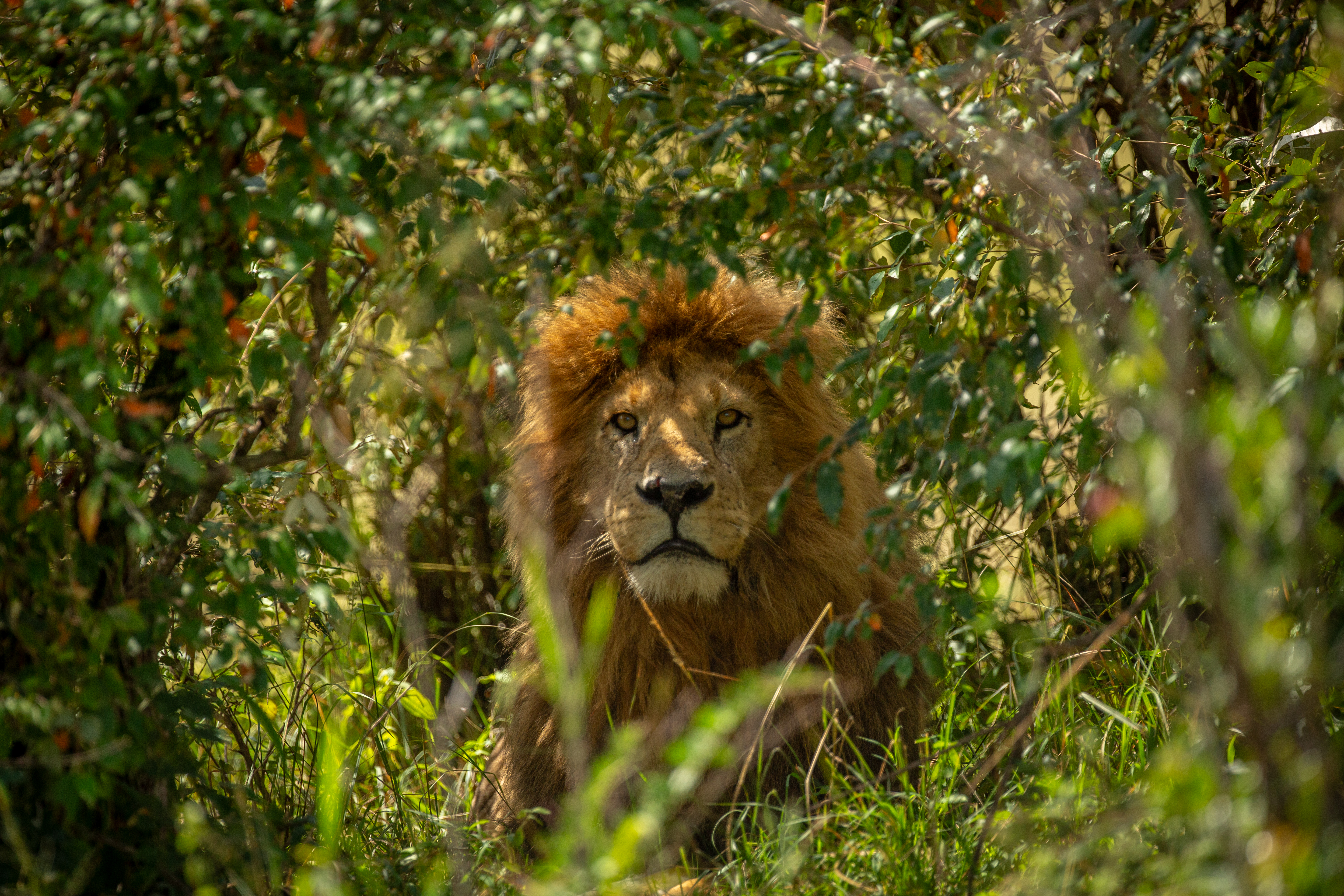 Night Game Drive in Potamot Conservancy